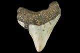 Fossil Megalodon Tooth - North Carolina #109052-2